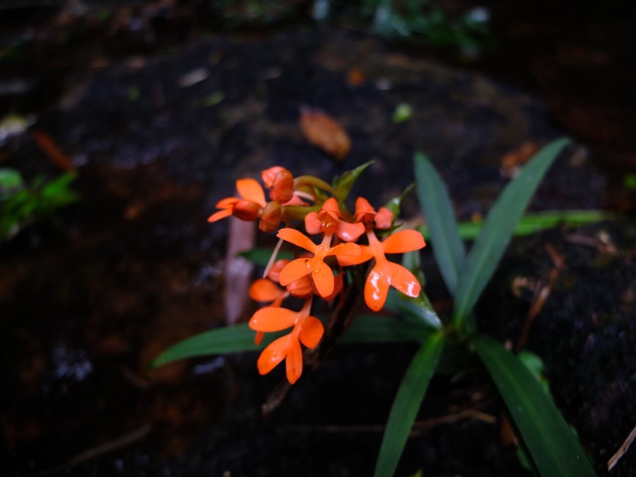 Laos’ turquoise & purple dream